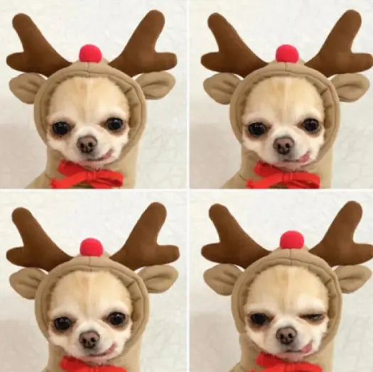 Cute Dog Clothes